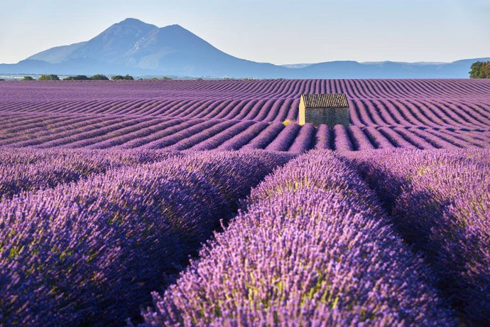 De krachtige eigenschappen van lavendel