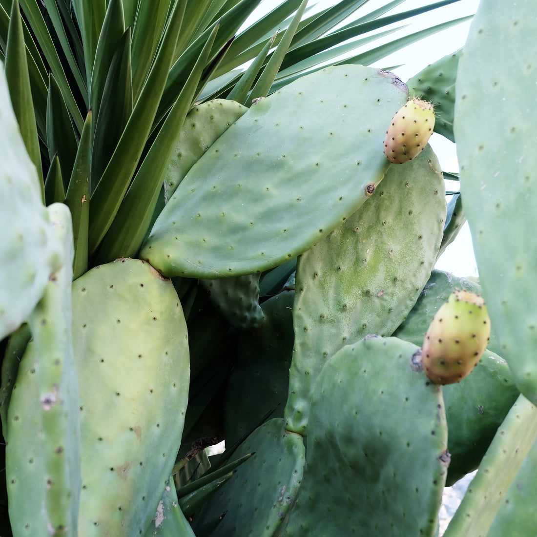 Kostbare cactusvijgolie